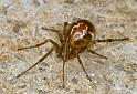 Parasteatoda_ZZ012_F0750_Z_80_Palmerstone park_Australie